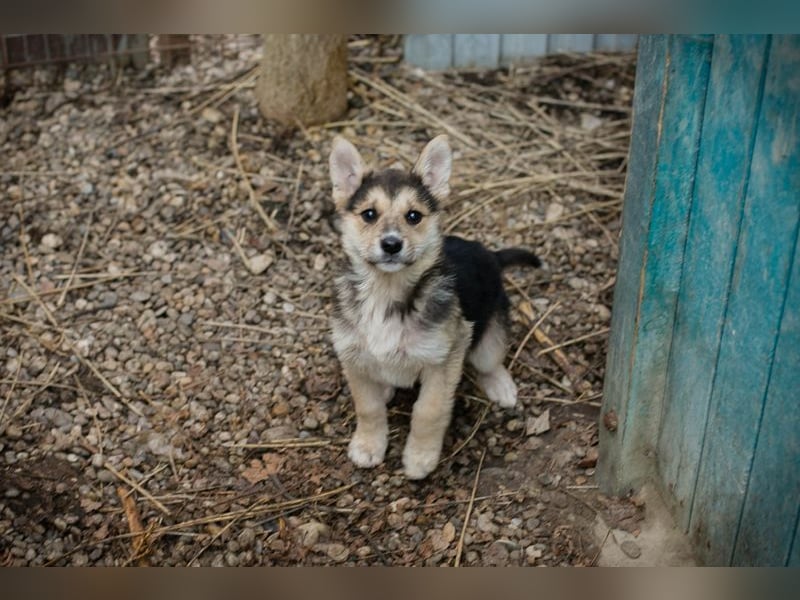 Welpe Chip-Nr. 271622- die kleine Maus sucht einen Namen und am liebsten auch gleich ein Zuhause!