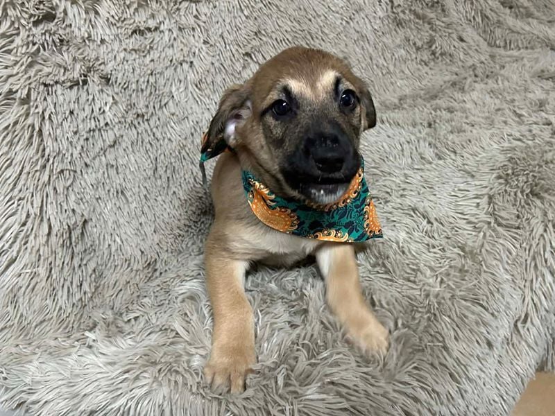 Welpe Chip-Nr. 256522 - der kleine Mann träumt von tollen Abenteuern mit seinen Menschen