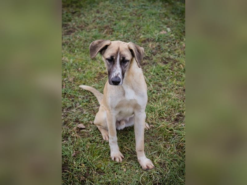 GUNTER - der süße Junghund freut sich auf tolle Abenteuer mit seinen Menschen!