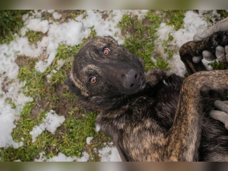 FILOU - lernen, spielen, kuscheln - wer schenkt mir ein tolles Zuhause?