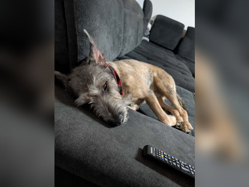 SCOTTY - welche tolle Familie kann dem sensiblen Hundemann Zeit und Sicherheit geben?