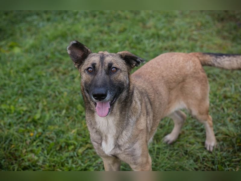 SAMAYA - die muntere und aktive Hündin freut sich auf tolle Abenteuer mit ihren Menschen