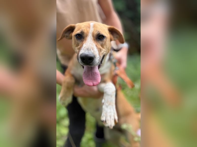 ROXY - die ausgeglichene, gesellige Hündin möchte DEIN Herz erobern!