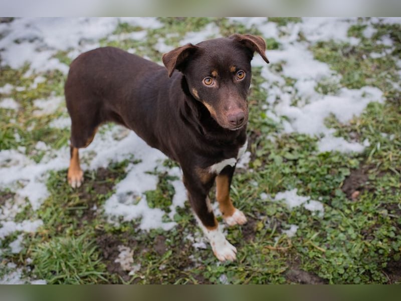 FREYA - zeigst du mir, wie ein liebevolles und glückliches Hundeleben aussieht?