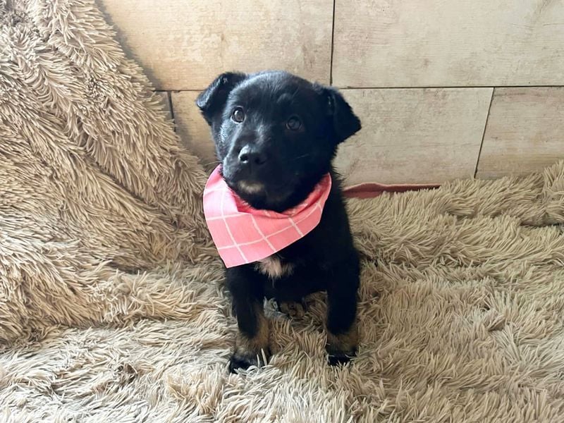 Welpe MIRA - na, kleines Mädchen, heute schon geknuddelt?