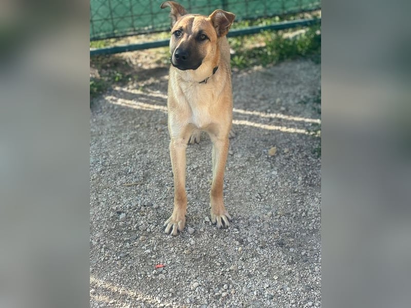 HENRY - der intelligente und energische Rüde lernt sehr gern und mag Artgenossen