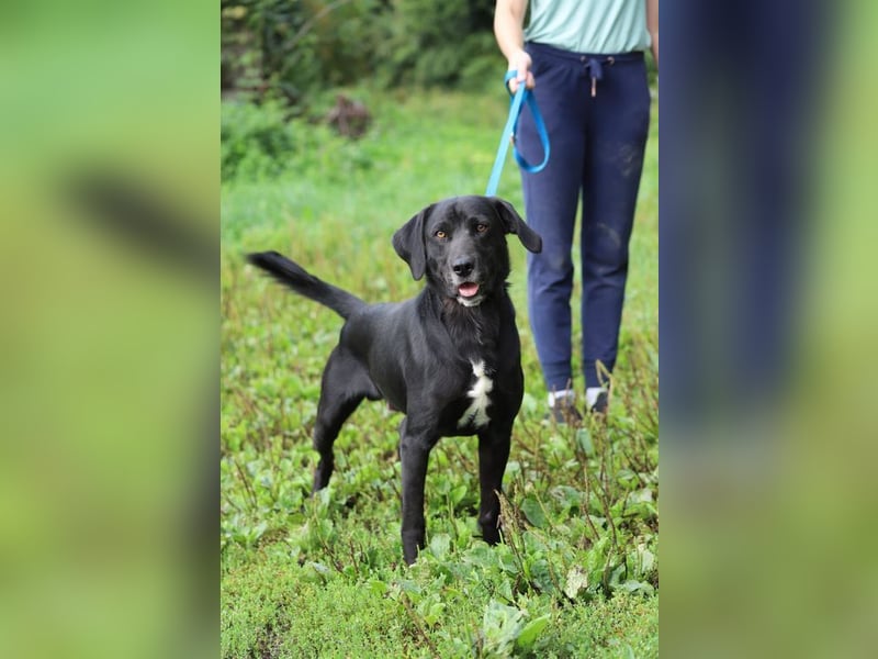 KALLE - der freundliche, verspielte und aktive Rüde sucht eine unternehmungslustige Familie!