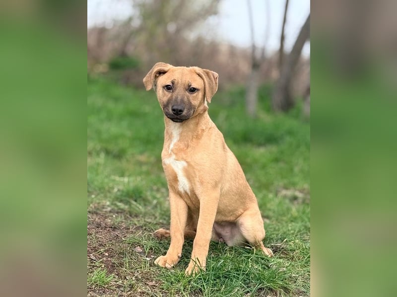 GRACE - die aktive, verspielte und menschenbezogene Maus sucht ein liebevolles Zuhause!