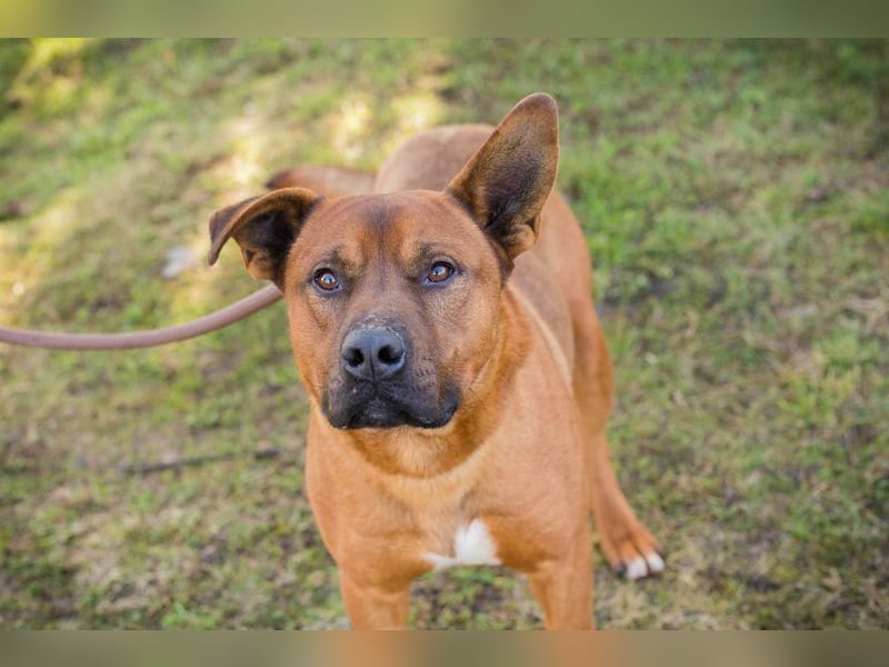 CLOONEY - der hübsche Rüde sucht ein hundeerfahrenes Zuhause!