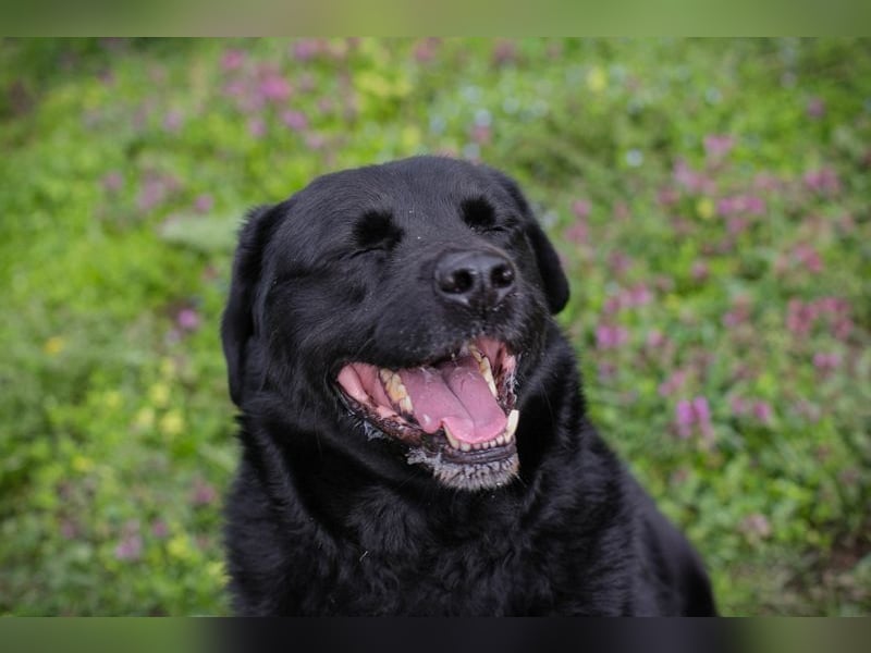 MADDOX - der aktive, gut gelaunte, starke Rüde liebt Menschen + hat keine Probleme mit Artgenossen