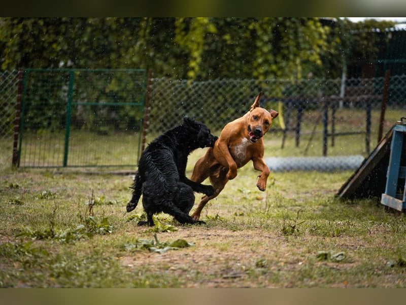 SOLO - der lustige und freundliche Rüde möchte ein Teil DEINER Familie sein!