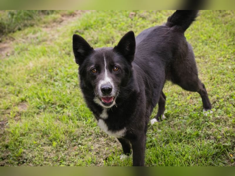 ANELA - die neugierige und kluge Hündin wünscht sich eine liebe Familie zum Lernen und Kuscheln