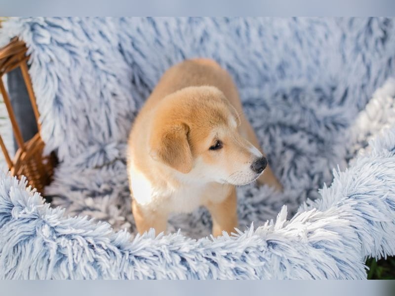 Welpe Chip-Nr. 239646 - toben, lernen, kuscheln... wer hat ein Körbchen für mich frei?
