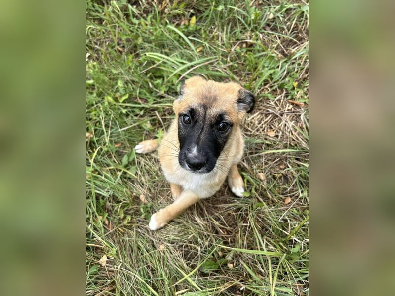 Welpe LEILA - wer möchte mit mir lernen, spielen, kuscheln und mich nie mehr alleine lassen?