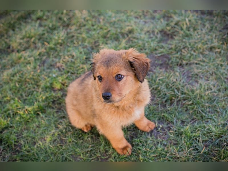 Welpe MILLA - ich bringe eine große Portion Leben und Frohsinn in dein Zuhause!