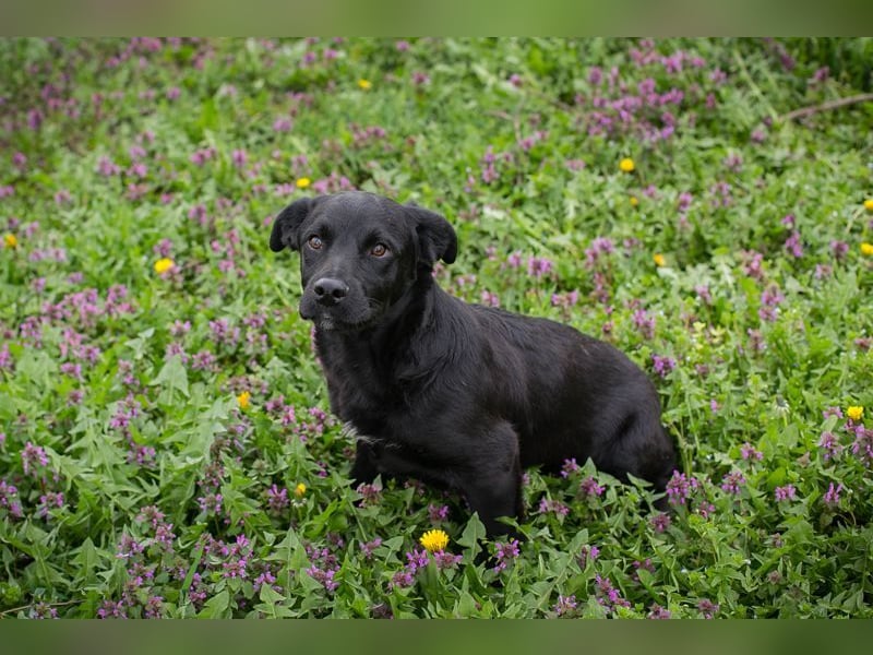 Welpe DIX - wenn ich groß bin möchte ich ein richtiger Familienhund sein!