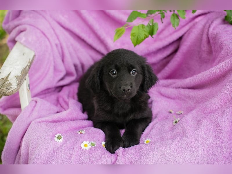 Welpe LOTTI - das goldige kleine Mädchen mit den Kulleräuglein sucht ein liebevolles Zuhause!