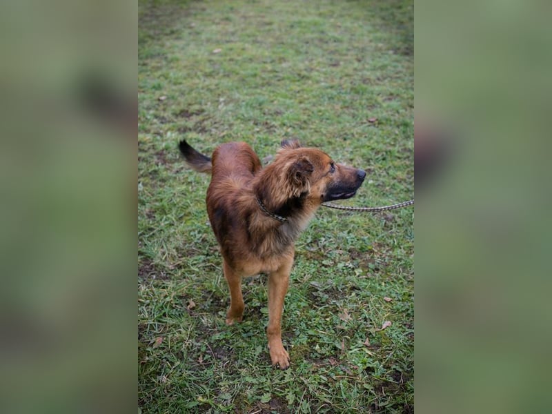 ANDREAS - der aktive und verspielte, liebe Hundemann sucht ein tolles Für-Immer Zuhause!