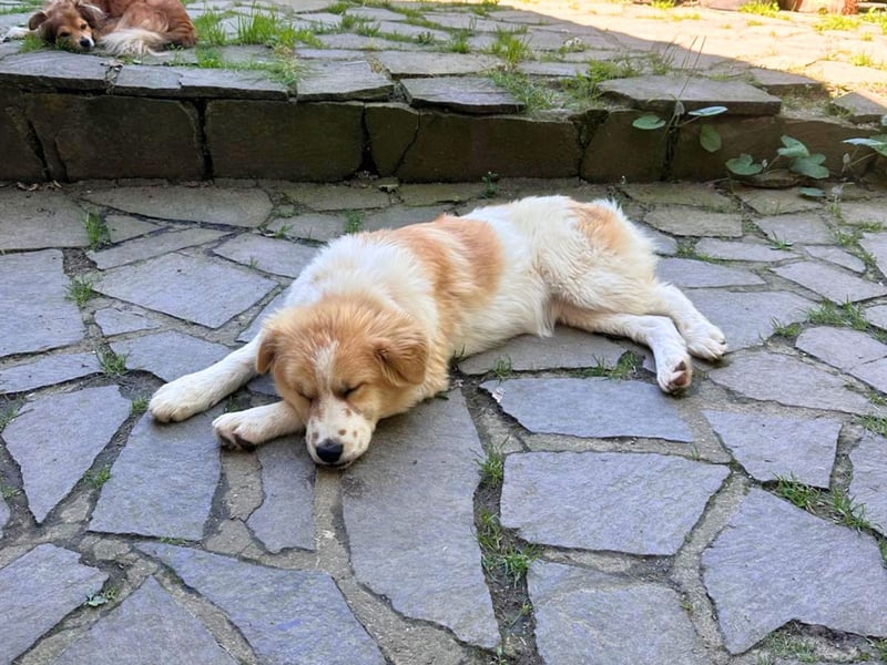 Lilly – Fröhliche Zuckerschnute sucht ihr großes Körbchenglück!