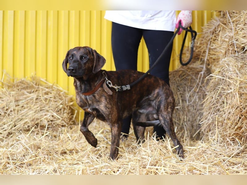 REX - Aktiv, verspielt, zurückhaltend.....wer möchte mit ihm lange Spaziergänge machen???