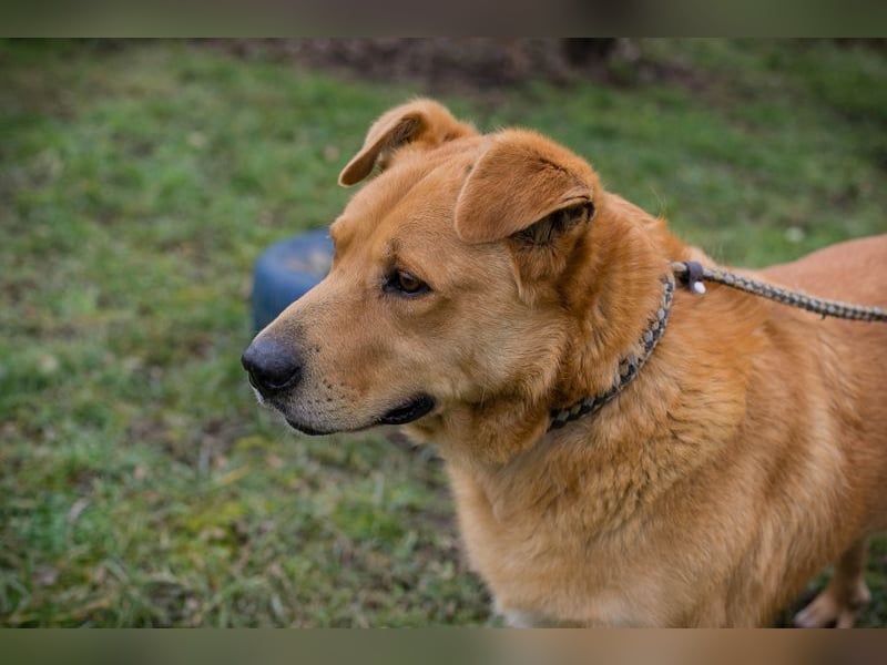 TYLER - schenkst du mir ein Für-Immer Zuhause?