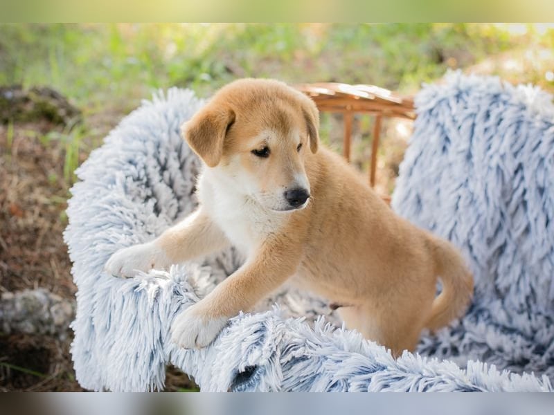 Welpe Chip-Nr. 239646 - toben, lernen, kuscheln... wer hat ein Körbchen für mich frei?