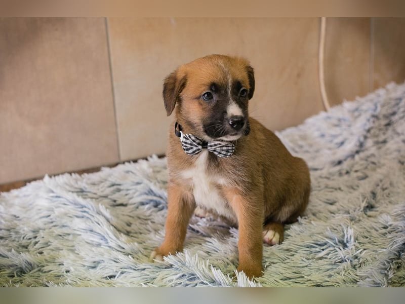 Welpe Chip-Nr. 256861 - ich suche einen Namen und am besten auch gleich ein eigenes Zuhause!