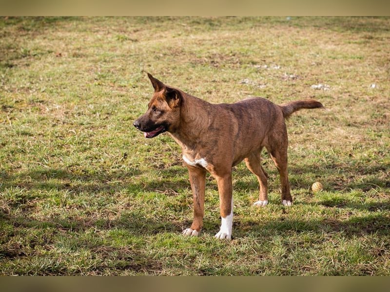CARDI - die aktive, soziale und verspielte Hündin möchte ein Teil DEINER Familie sein!