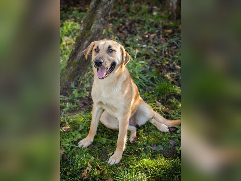 MURPHY - der neugierige und menschenbezogene Rüde freut sich auf ein tolles Zuhause