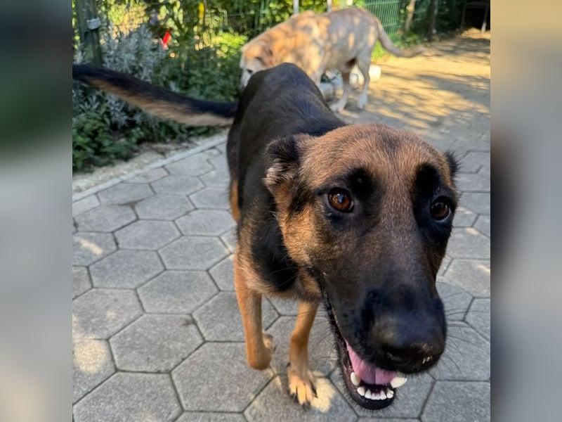 NAYRA - die ruhige, sanfte und anhängliche Hündin wünscht sich so sehr ein eigenes Zuhause...