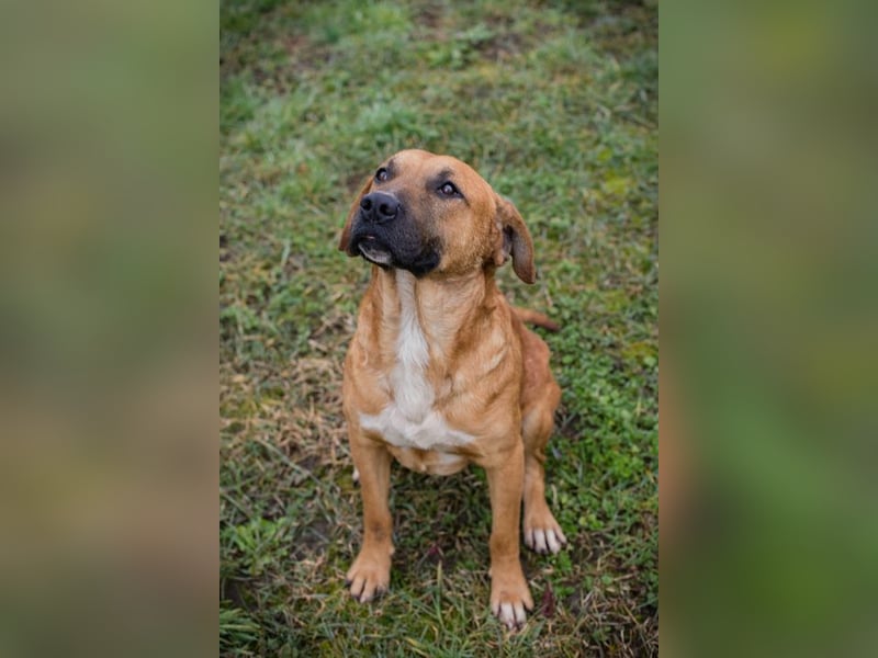 ZINO - ich mag Menschen und Artgenossen und suche ein tolles Zuhause!