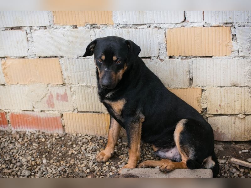 MARLEY - ich bin noch etwas zurückhaltend und suche eine liebevolle, geduldige Familie!