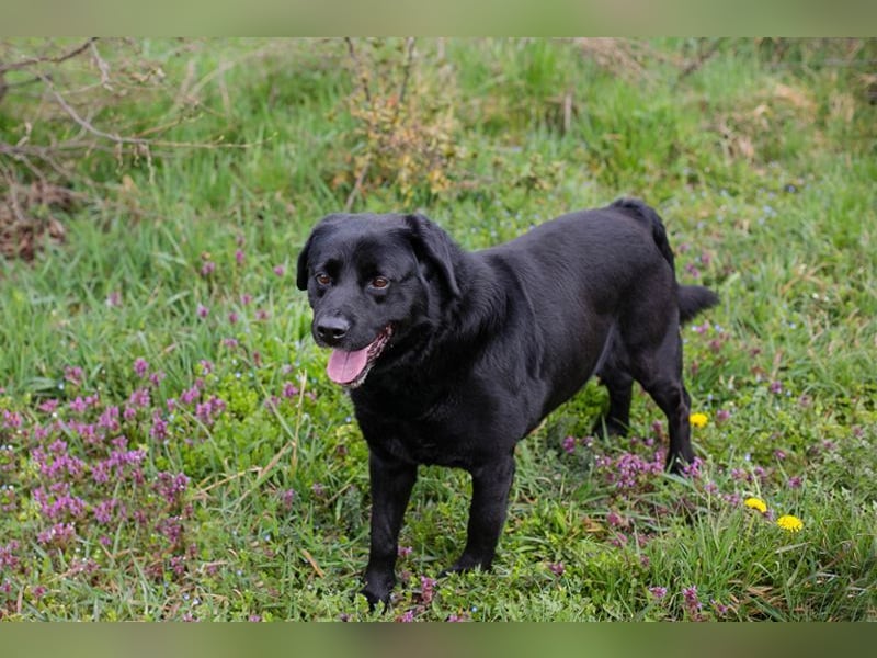 MADDOX - der aktive, gut gelaunte, starke Rüde liebt Menschen + hat keine Probleme mit Artgenossen