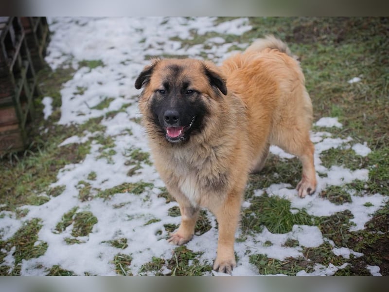 HEROY - der aktive, fröhliche Rüde freut sich auf eine tolle Zeit mit seinen Menschen!