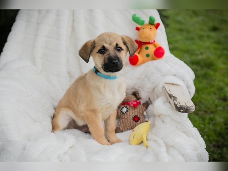 Welpe ELVIS - spielen, kuscheln, lernen... wer schenkt mir ein liebevolles Zuhause?