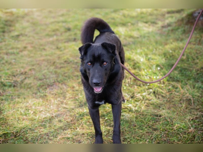 DUSTY - der aufgeschlossene und freundliche Rüde freut sich auf ein tolles Für-Immer Zuhause