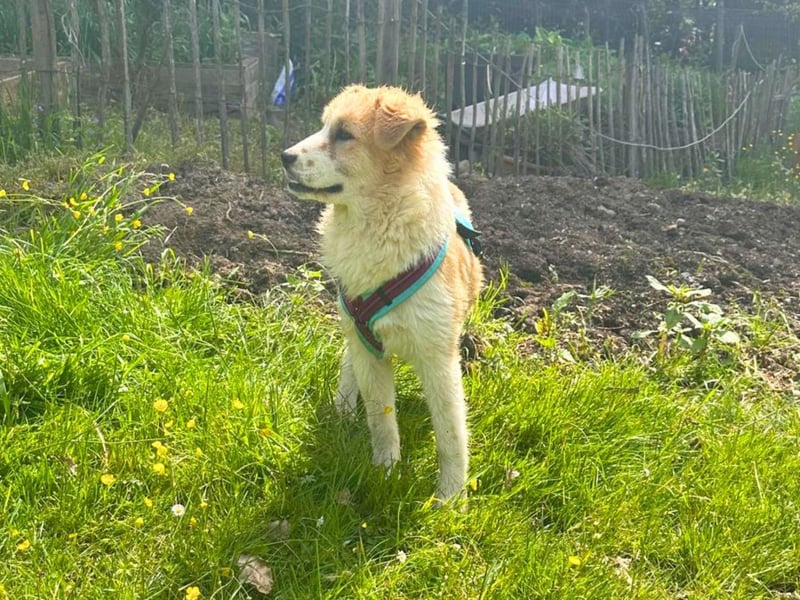 Lilly – Fröhliche Zuckerschnute sucht ihr großes Körbchenglück!