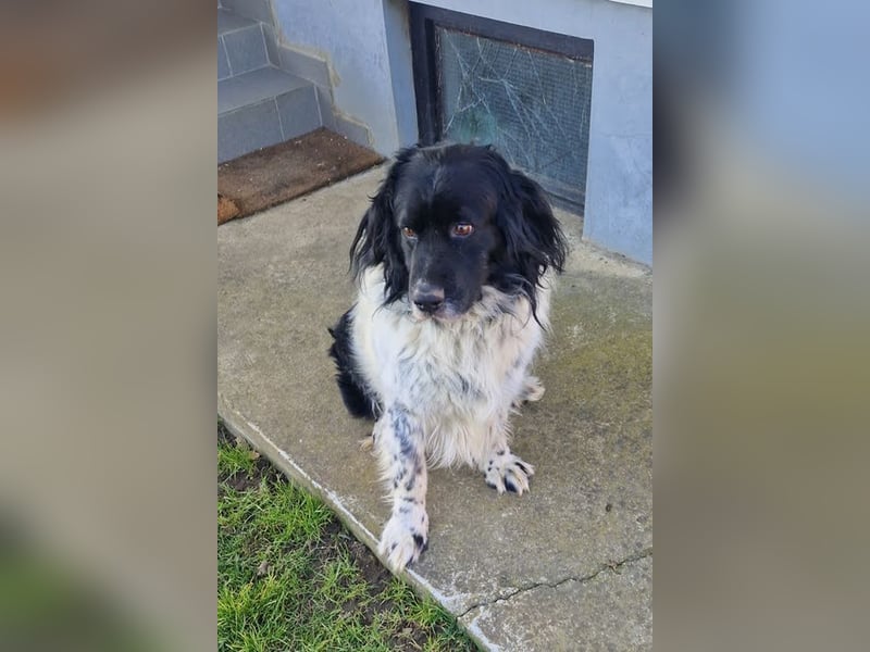 CRNI - der neugierige und aktive Rüde sucht eine unternehmungslustige Familie!