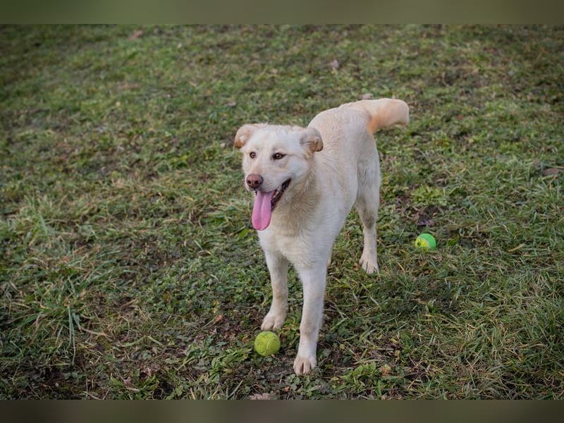 CAMILLA - das hübsche Mädchen wartet sehnsüchtig auf ein eigenes Für-Immer Zuhause