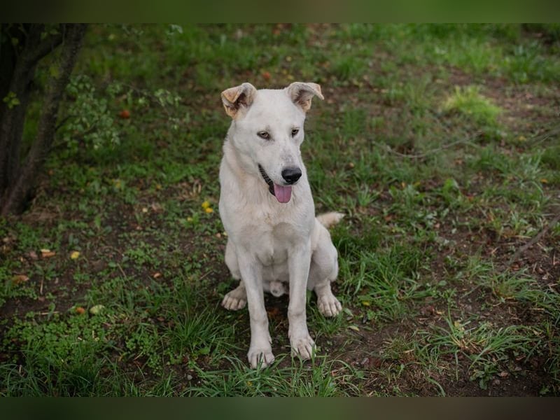 PAULO - der verspielte und zugängliche Hundemann freut sich auf sein eigenes Zuhause!