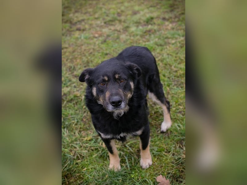 Chip-Nr. 256305 - ich freue mich darauf, mit meinen Menschen die Welt zu entdecken!