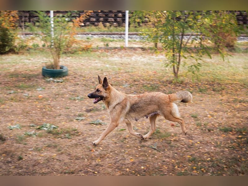 FENTE - die aktive Hündin freut sich auf tolle Abenteuer mit einer unternehmungslustigen Familie