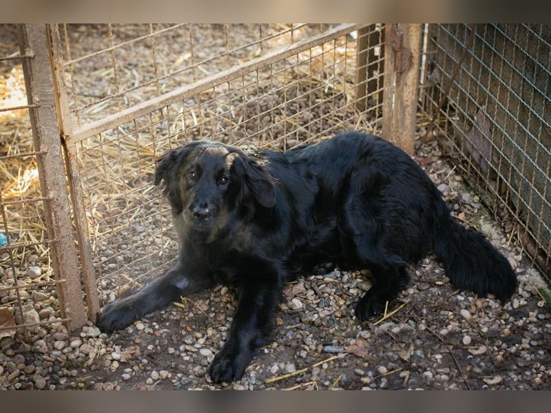 LIBERTY - die fröhliche, aufgeschlossene Hündin träumt von einem liebevollen Zuhause