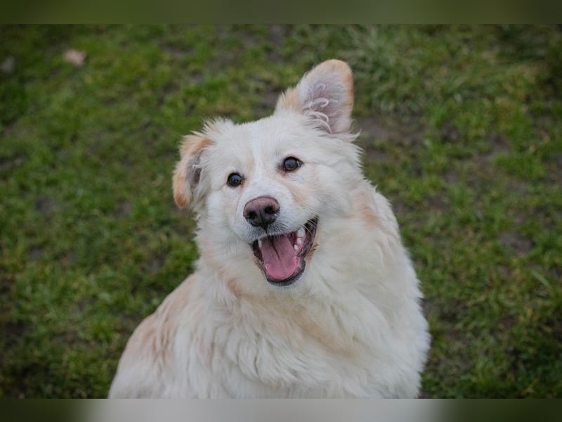 Welpe BODO - ich freue mich auf ein spannendes Leben mit meinen Menschen!