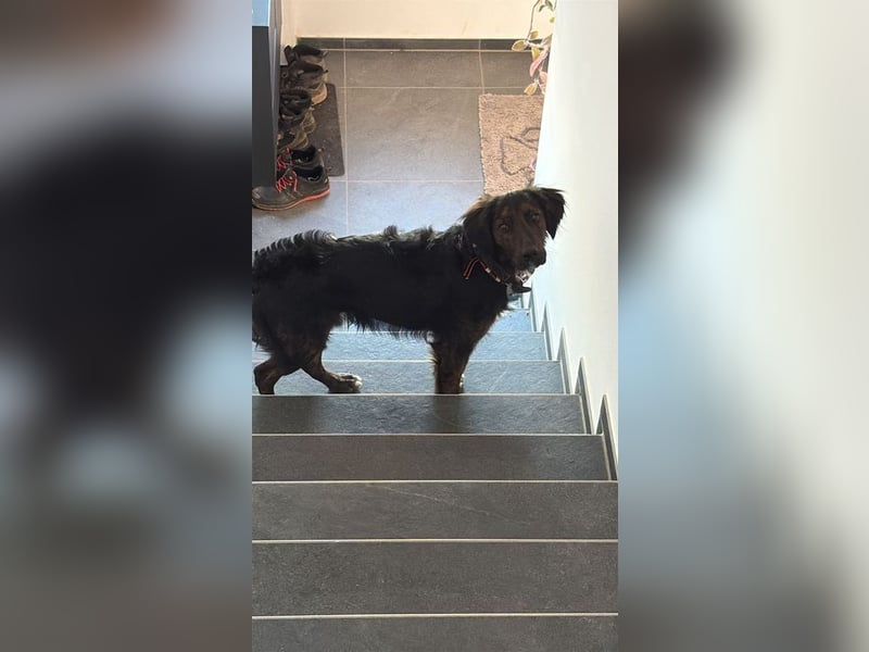 AKKI - das liebe, stürmische Kuschelmonster sucht eine unternehmungslustige, konsequente Familie