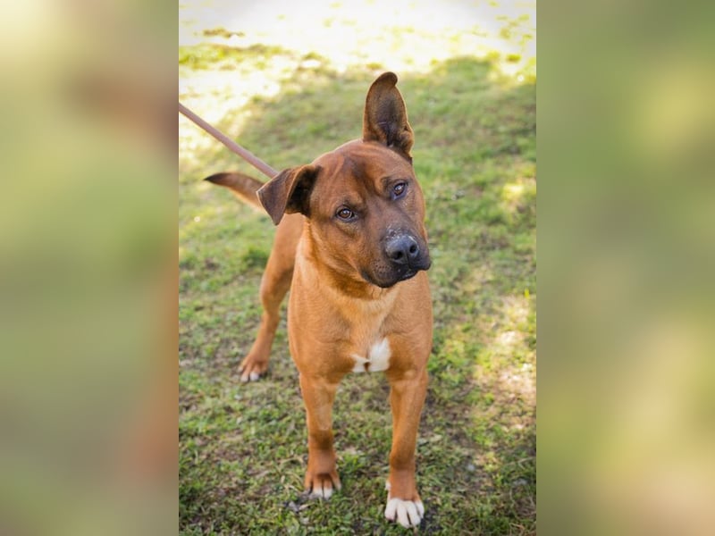 CLOONEY - der hübsche Rüde sucht ein hundeerfahrenes Zuhause!