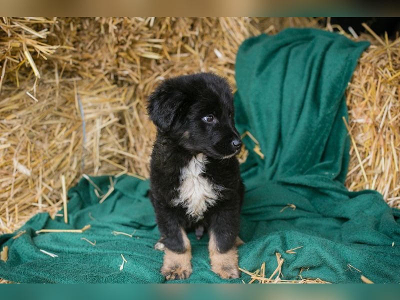 Welpe ASKO - knuddeln, lernen, spielen - wer schenkt dem kleine Mann sein herz und ein Zuhause?