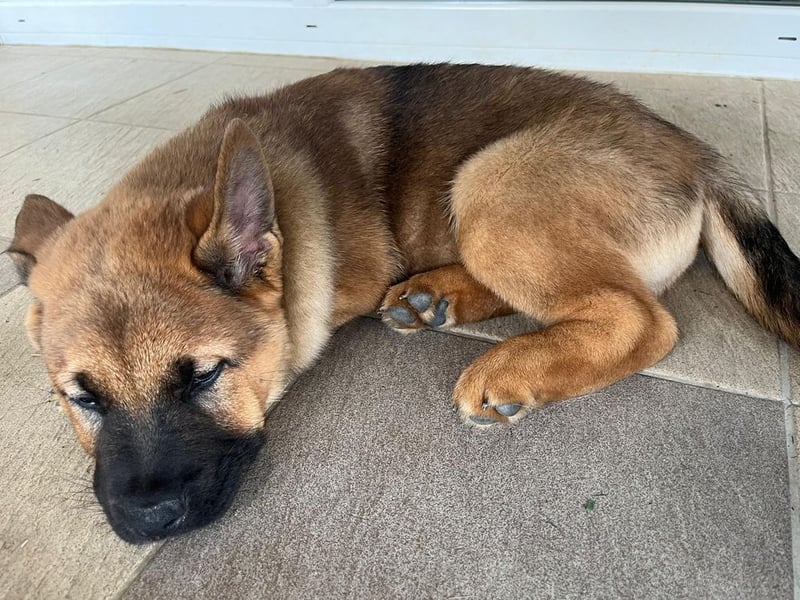 Welpe CHOPPER - der kleine Mann freut sich auf tolle Abenteuer mit seiner Familie!