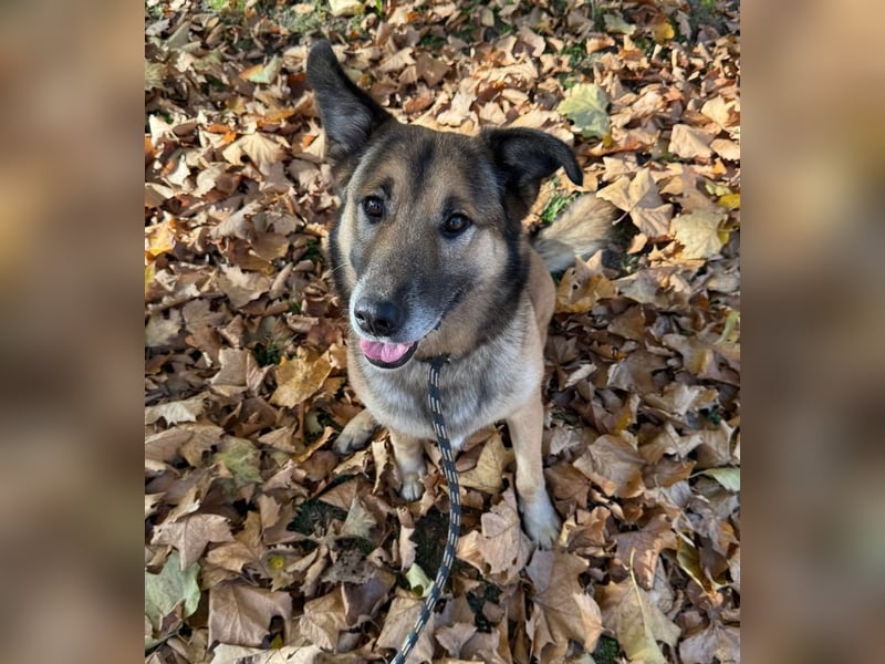 ALEX - der freundliche und liebe Rüde möchte gerne beachtet und umsorgt werden