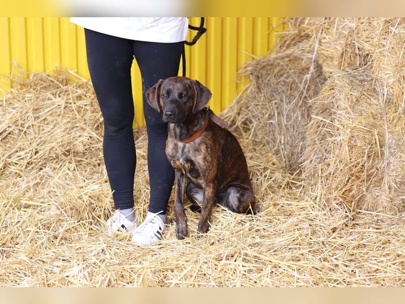 REX - Aktiv, verspielt, zurückhaltend.....wer möchte mit ihm lange Spaziergänge machen???